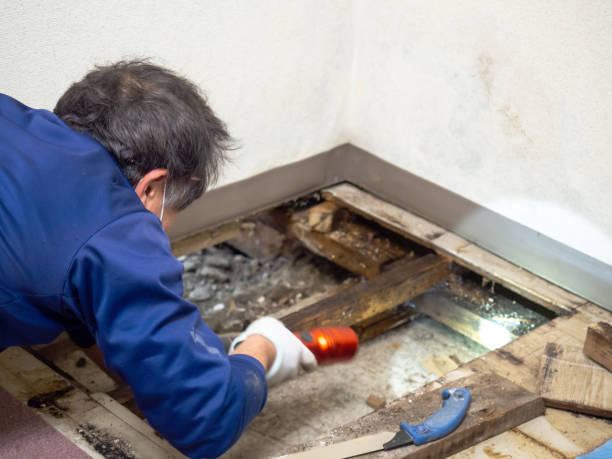 Best Local Mold Removal Service  in Perryopolis, PA