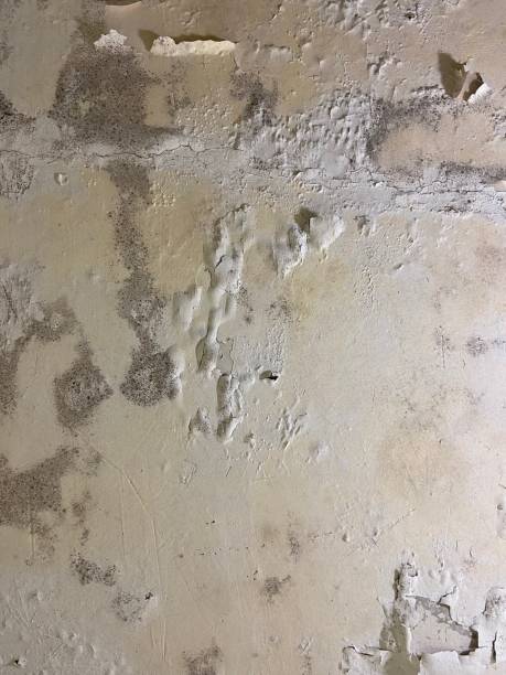 Best Mold Testing  in Perryopolis, PA