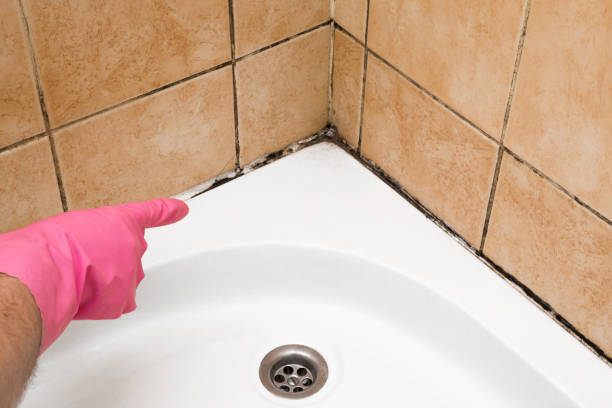 Best Professional Mold Removal  in Perryopolis, PA