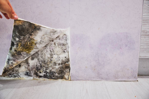 Best Mold Damage Repair  in Perryopolis, PA